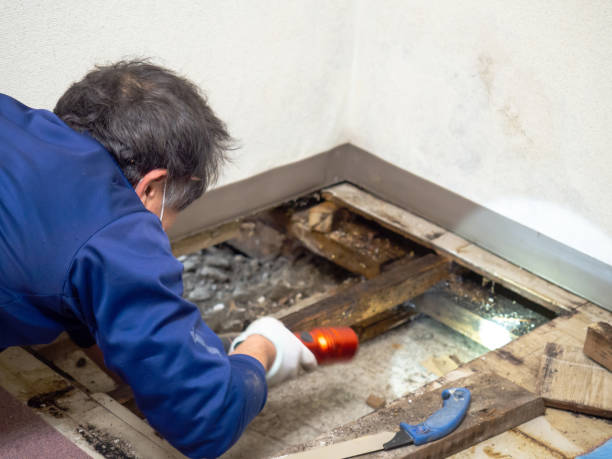 Best Attic Mold Removal  in Pine Crest, TN