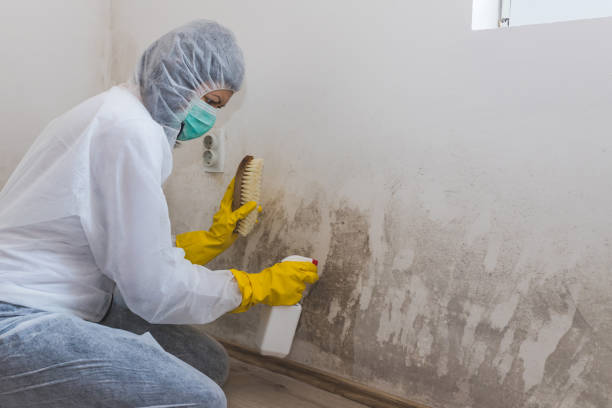 Best Black Mold Removal  in Pine Crest, TN