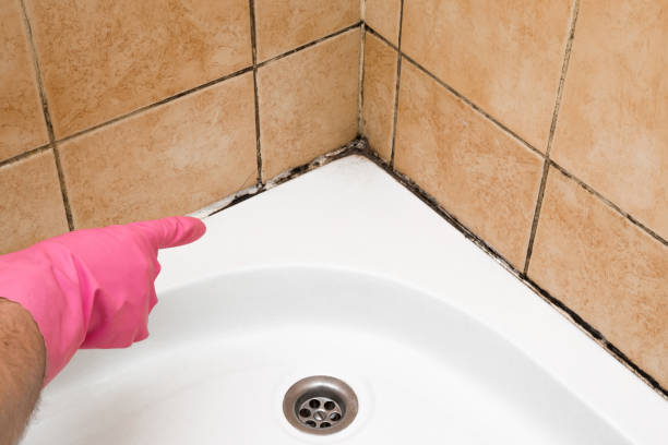 Professional Mold Removal in Pine Crest, TN